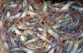 Prawns Export Andhra Pradesh